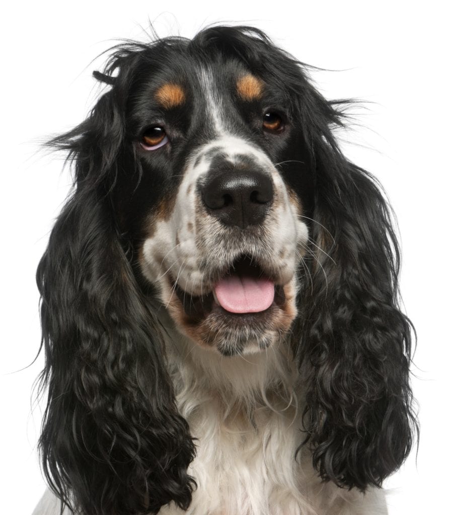 Close-up of English Cocker Spaniel, 6 years old, in front of white background