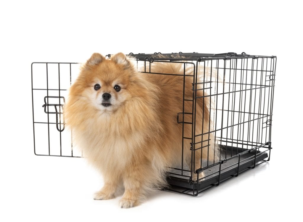 little dog in cage