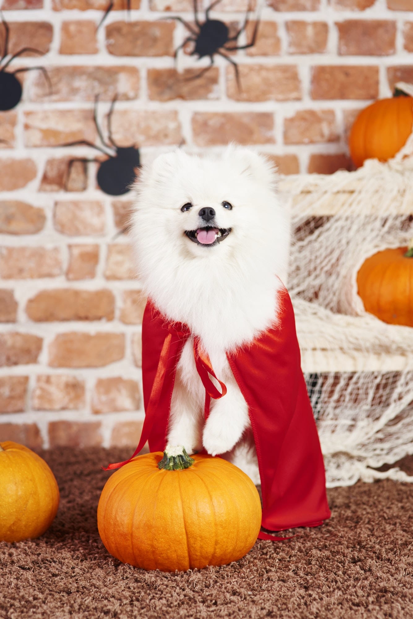 pumpkin spice dog