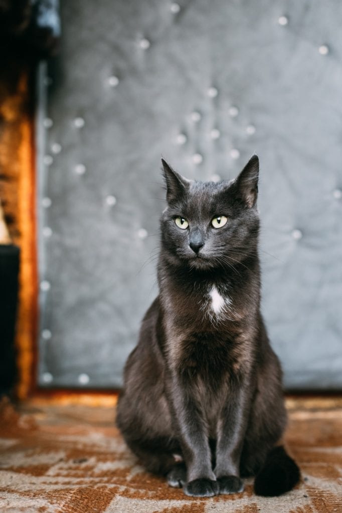 Russian Blue Cat Kitten Resting On Porch Of An Old Village Rusti