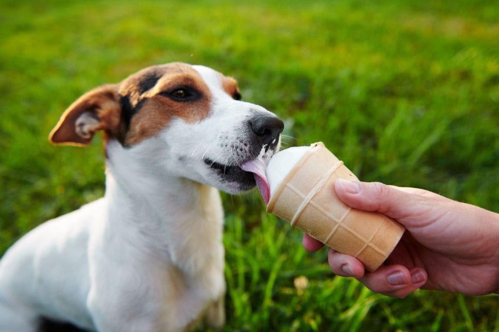 small dog breeds Jack Russell Terrier eats ice cream